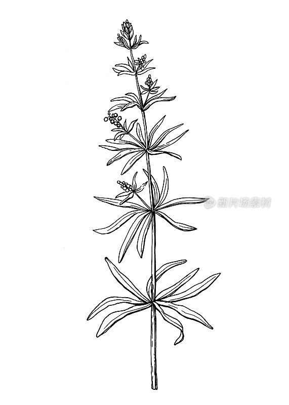 野生植物金菖蒲的一个分支(也叫catchweed, clivers, goose-grass, stickyweed, grip grass)。黑白轮廓插图手绘工作孤立在白色背景。